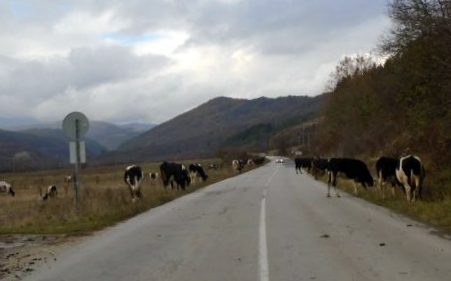 Стопани на животни по пътищата в Трънско ще получават актове от полицията след инцидента със смазана кола и загинала крава край Филиповци