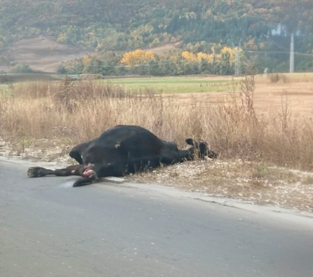 Крава загина на път в Трънско след като автомобил се заби в нея